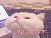 上海世如虹贸易有限公司