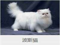 上海世如虹贸易有限公司