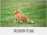 上海世如虹贸易有限公司