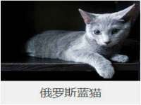 上海世如虹贸易有限公司