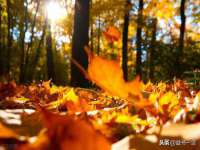 上海世如虹贸易有限公司