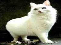 上海世如虹贸易有限公司