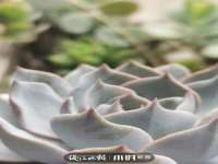 上海世如虹贸易有限公司