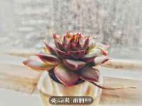 上海世如虹贸易有限公司