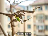 上海世如虹贸易有限公司