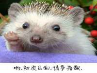 上海世如虹贸易有限公司