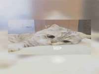 上海世如虹贸易有限公司