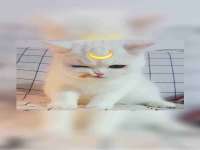 上海世如虹贸易有限公司