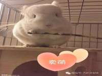 上海世如虹贸易有限公司