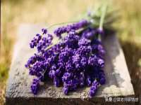 上海世如虹贸易有限公司
