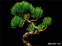 上海世如虹贸易有限公司
