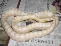 上海世如虹贸易有限公司